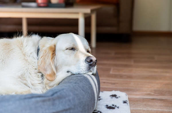 Milieuactivist vermoeidheid salto Op vakantie met je hond? Boek een Vakantiehuis op Duinrell