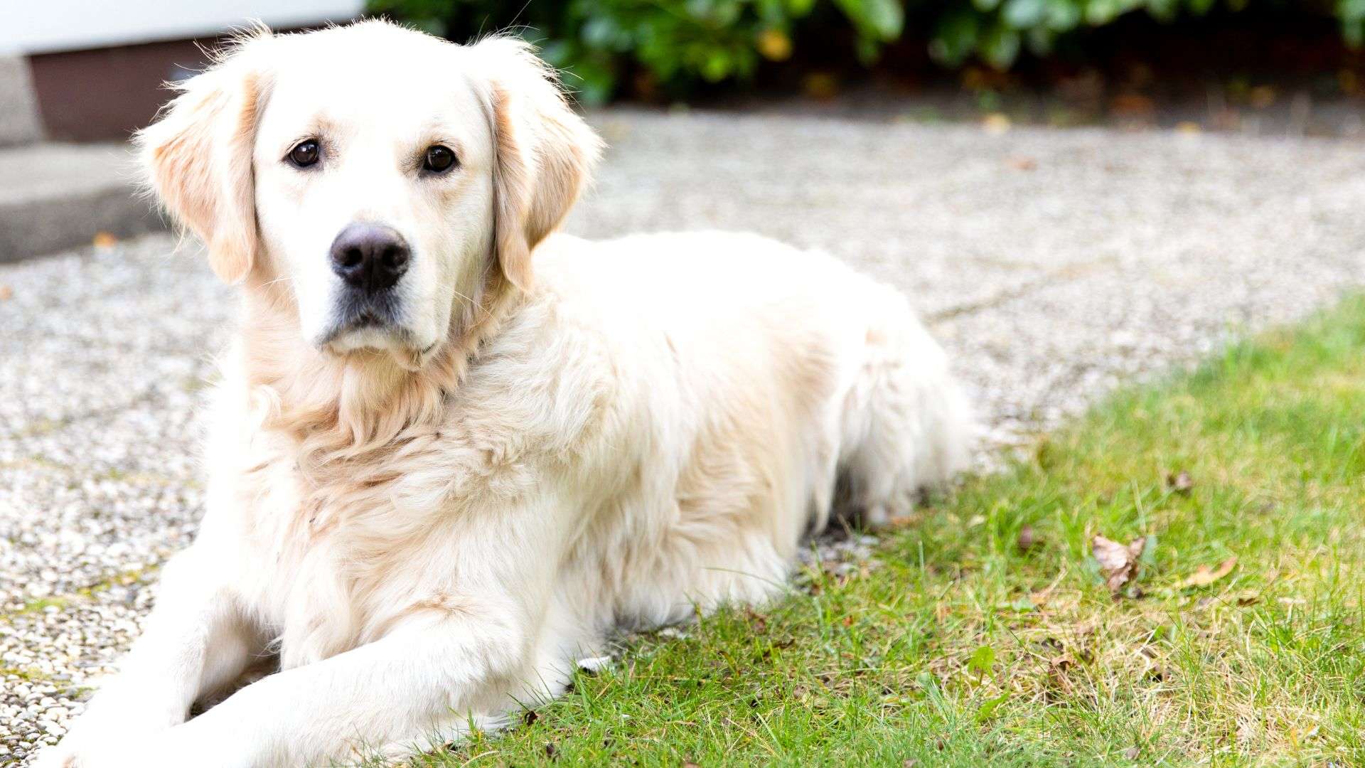 gemakkelijk Bijna dood Uitstekend Op vakantie met je hond? Boek een Vakantiehuis op Duinrell
